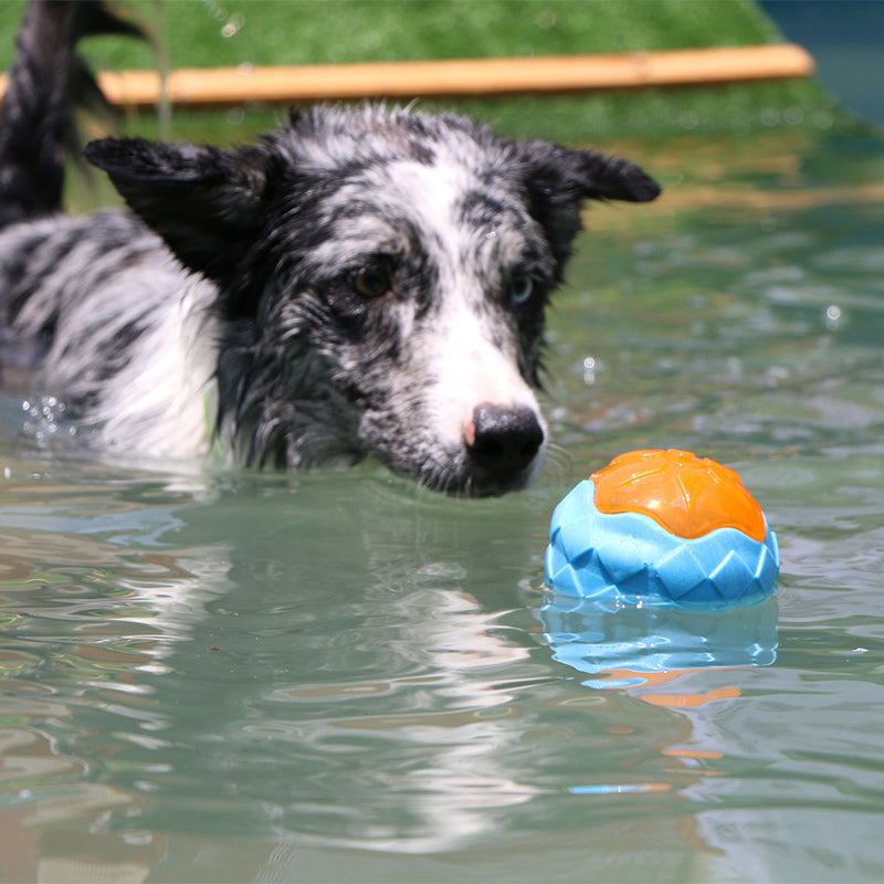 Interaction Pet Dog Toy Ball Luminous Dog Squeaky Toy